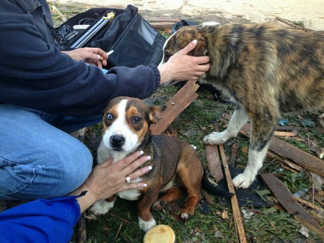 Kathy Quinn discovered to displaced dogs in Moore, Okla., and took them to a shelter where there were claimed by their owner.