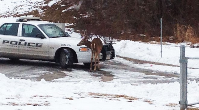 deer