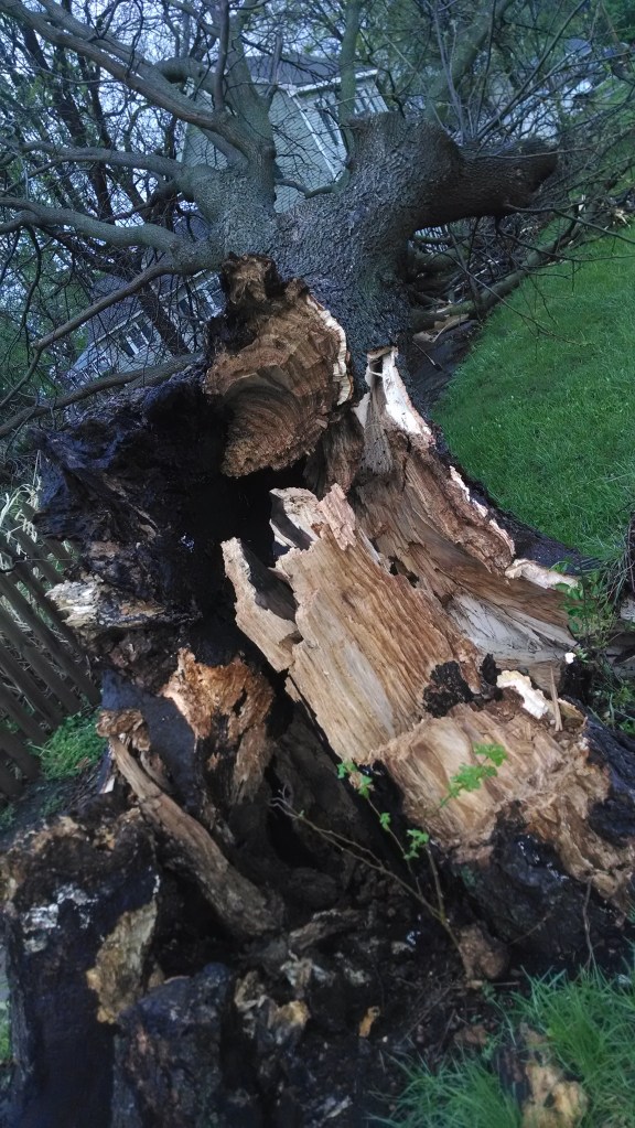 Down tree in Hardin, Mo.