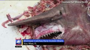 Goblin Shark