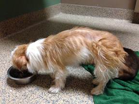 "Both dogs have extreme emaciation, this photo showing Itchy’s backbone and ribs," said Hodgson.