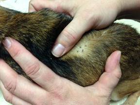 "Both dogs have an obscene amount of fleas, the photo showing Scratchy’s coat," said Rachel Hodgson of Great Plains SPCA.