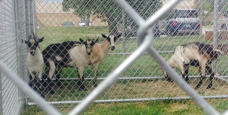 goats