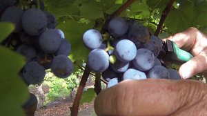 grapes