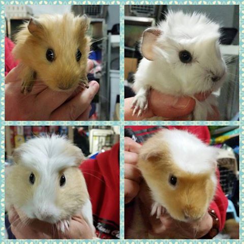 kc pet project
