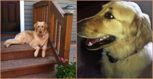 Colby the Golden Retriever (Credit: WTVR/Family)