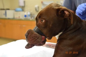 (Credit: Charleston Animal Society)
